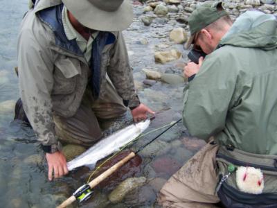 The photo of the week shows on the left pro angling guide Dustin Kovacvich, in the middle a beautiful, wild summer-run Skeena River Steelhead, on the right Jeff Bright pro Spey fly fisherman, photographer and conservationist.  Jeff landed this fish on Aug